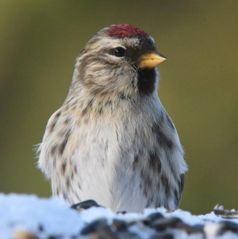 Common redpoll