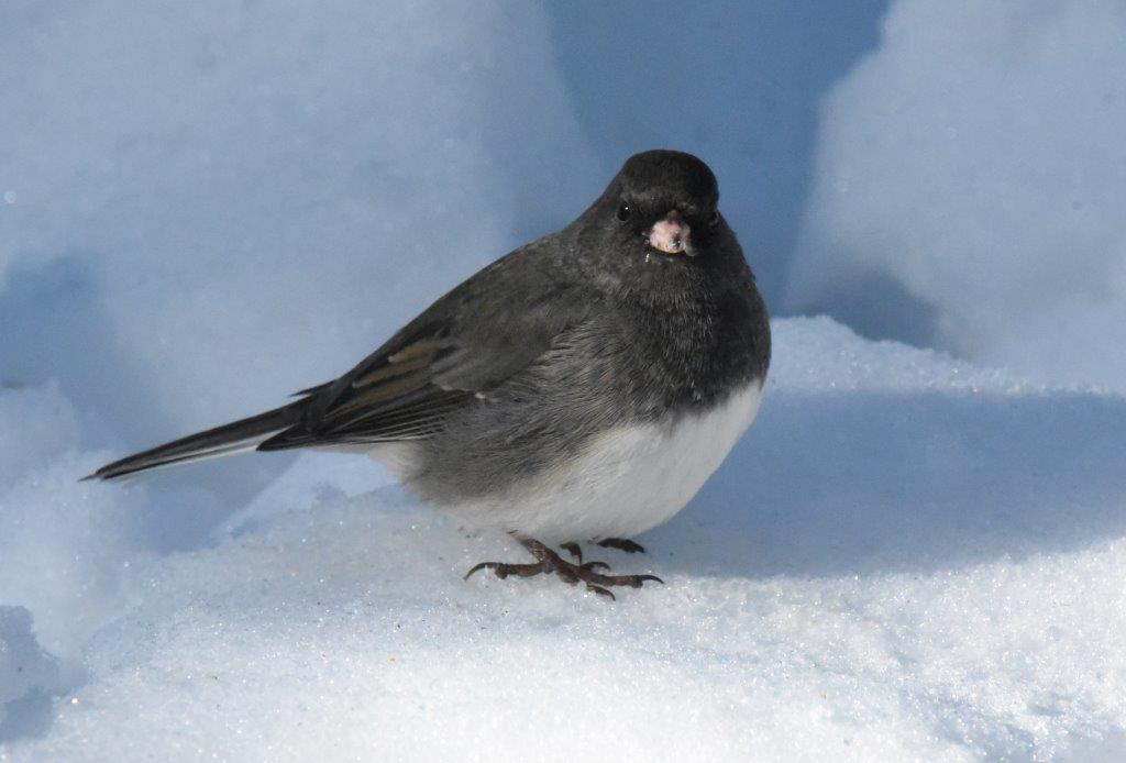 Dark-eyed junco