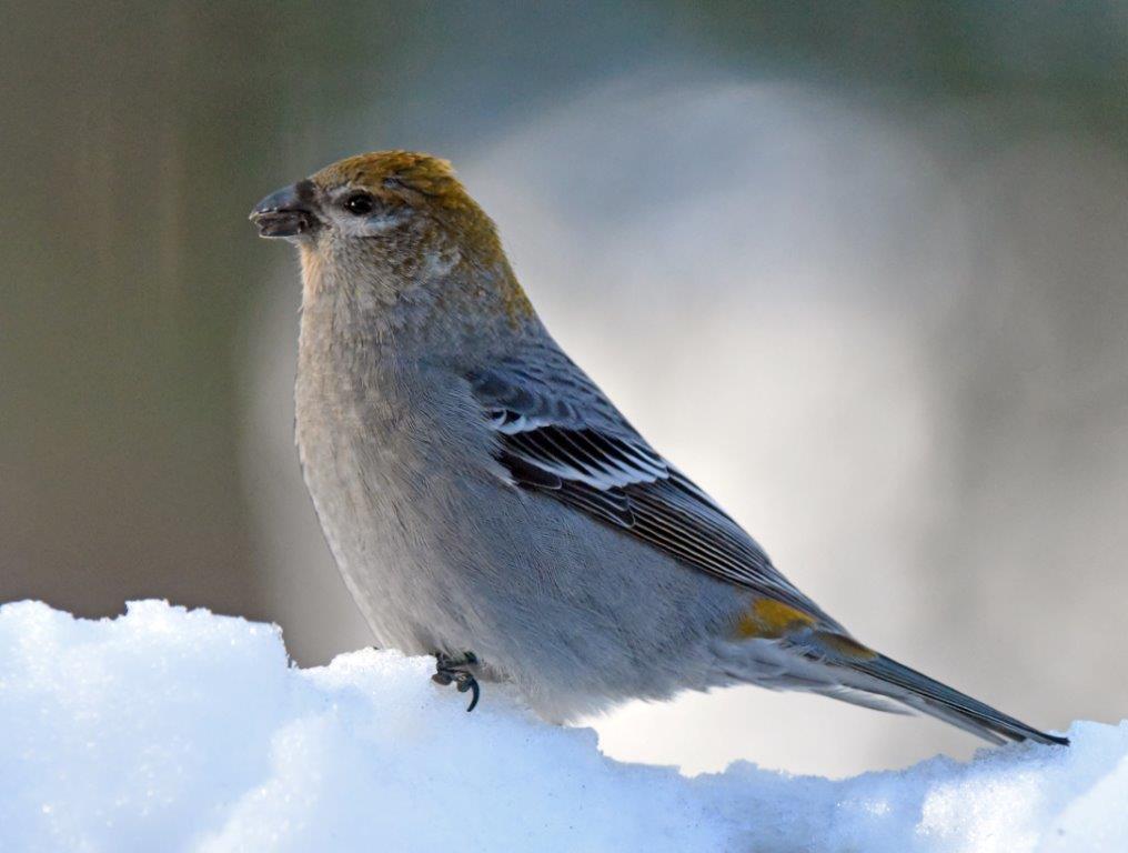 Pine Grosbeak
