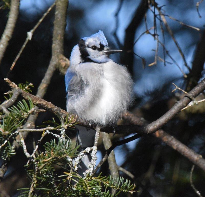 Windblown blue jay