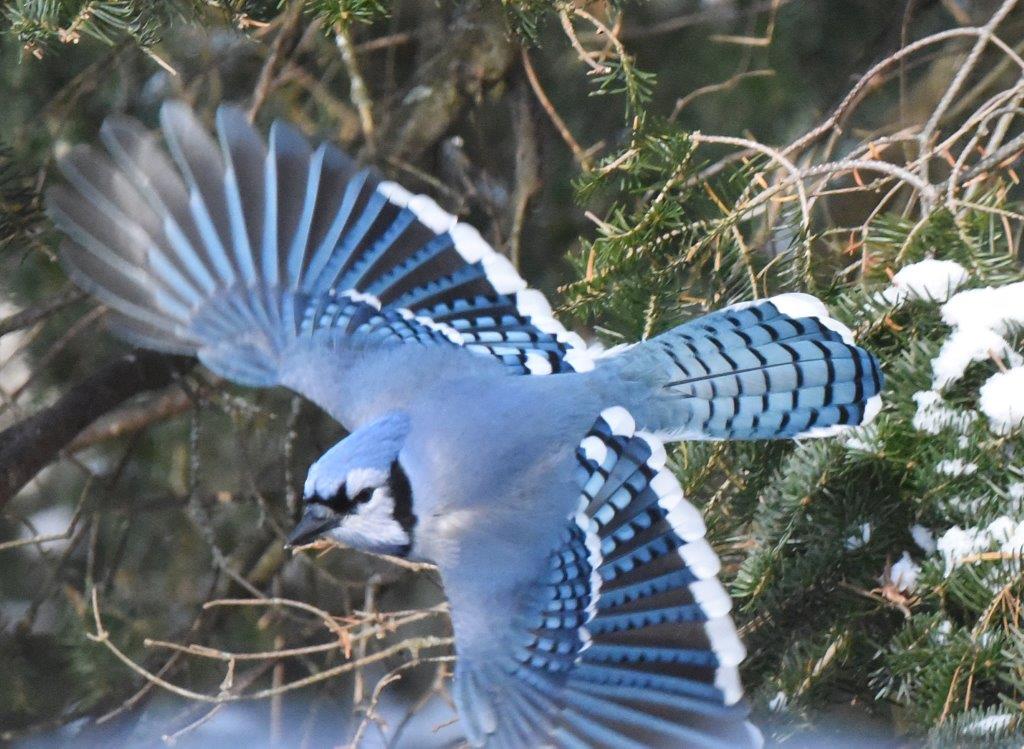 Blue jay