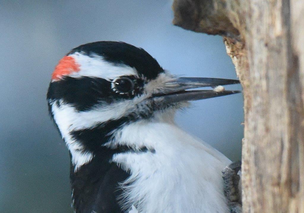 Hairy woodpecker