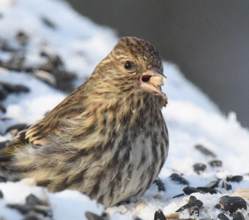 Pine siskin