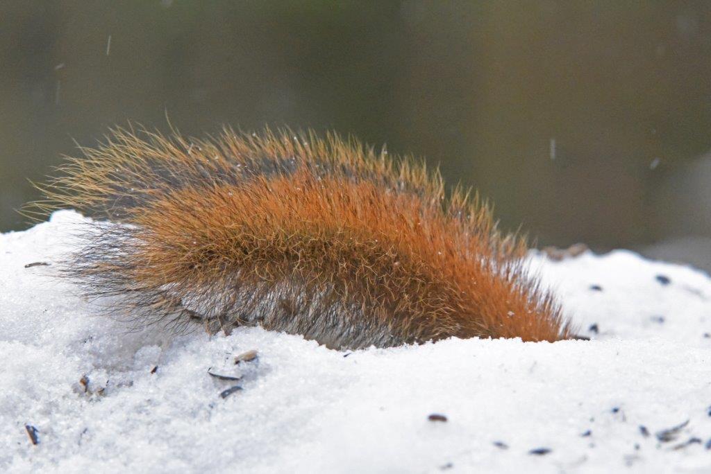Red squirrel tail
