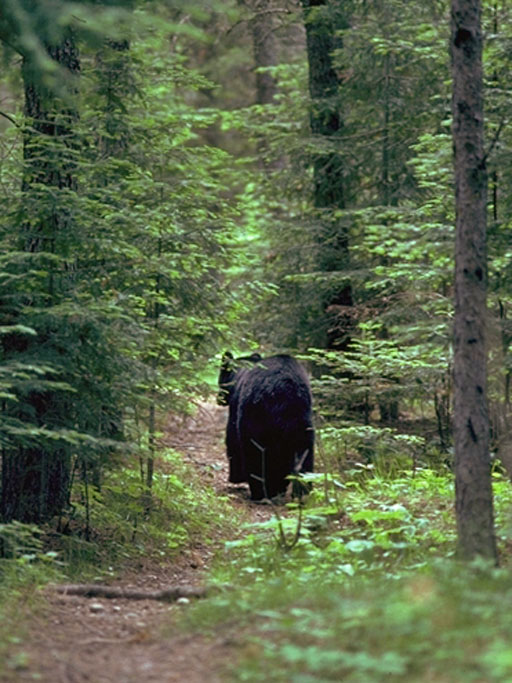 Bear on trail