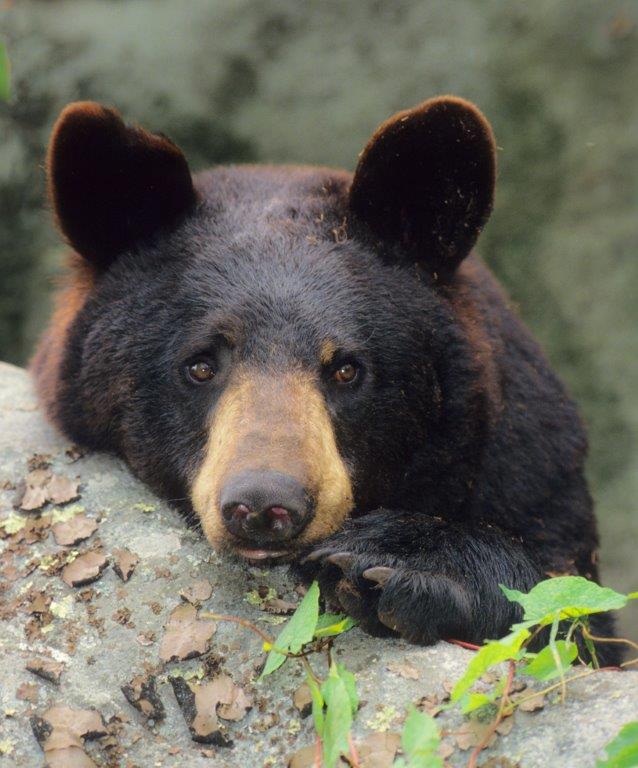 Gerry, a favorite by Bill Lea