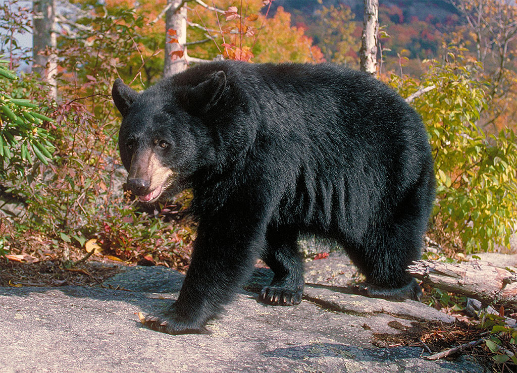 Gerry on Grandfather Mountain