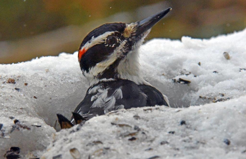 Hairy woodpecker male