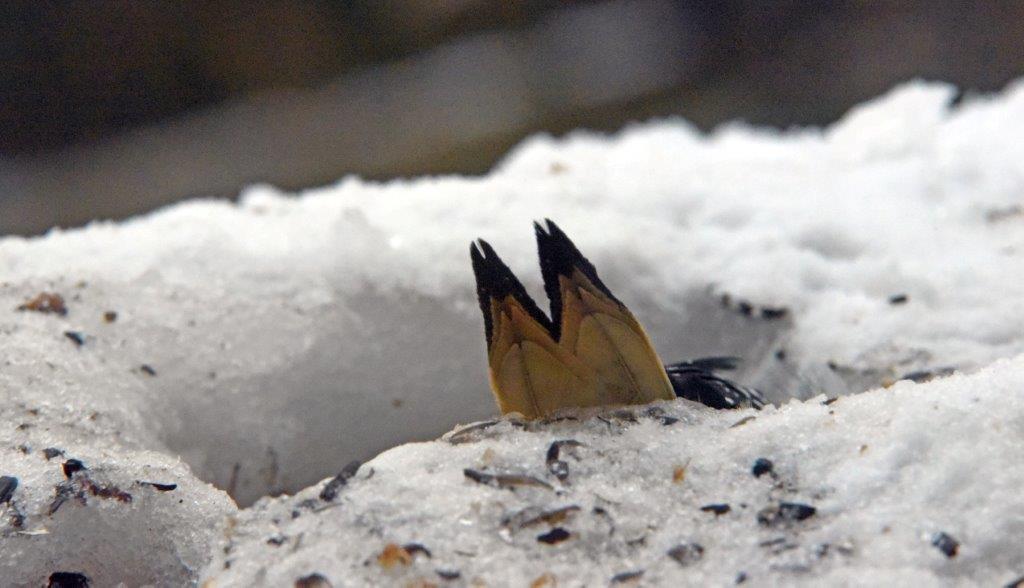 Hairy woodpecker male grabbing seed