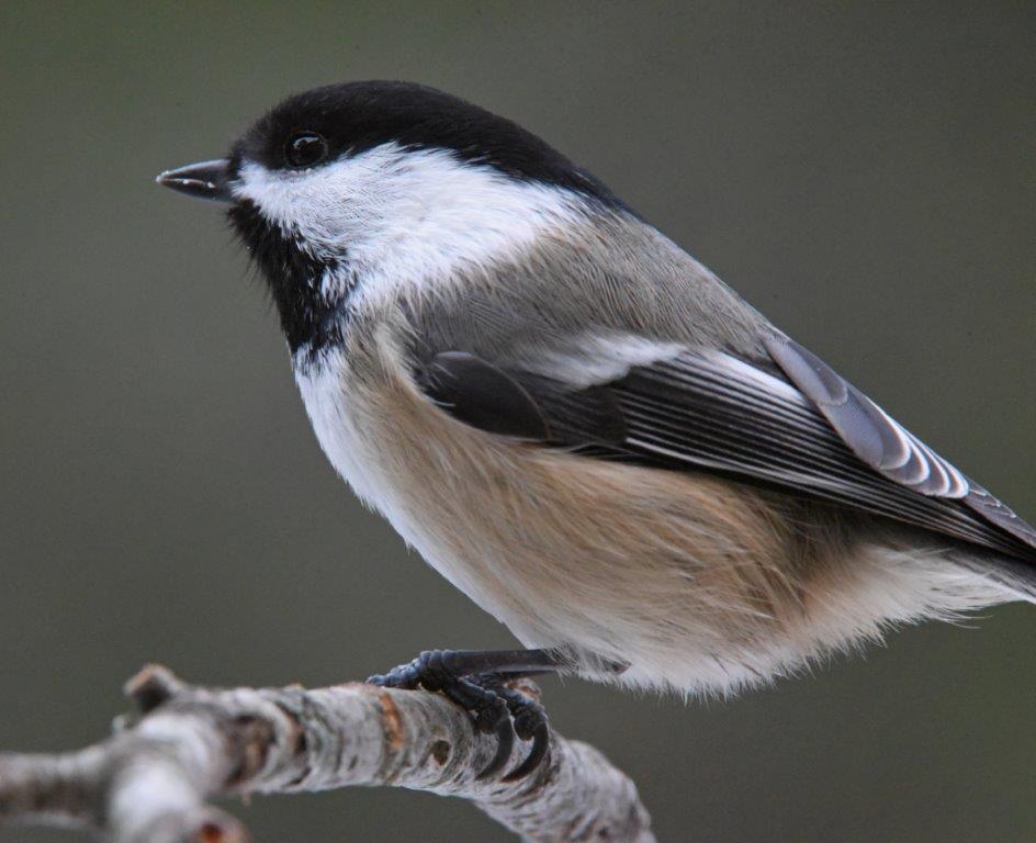 Chickadee