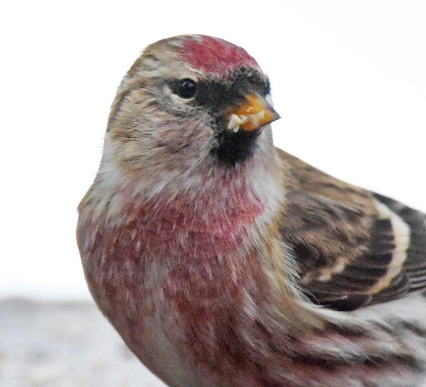 Common redpoll