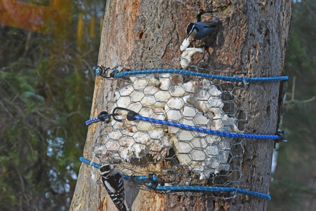 Red-breasted nuthatch and downy woodpecker