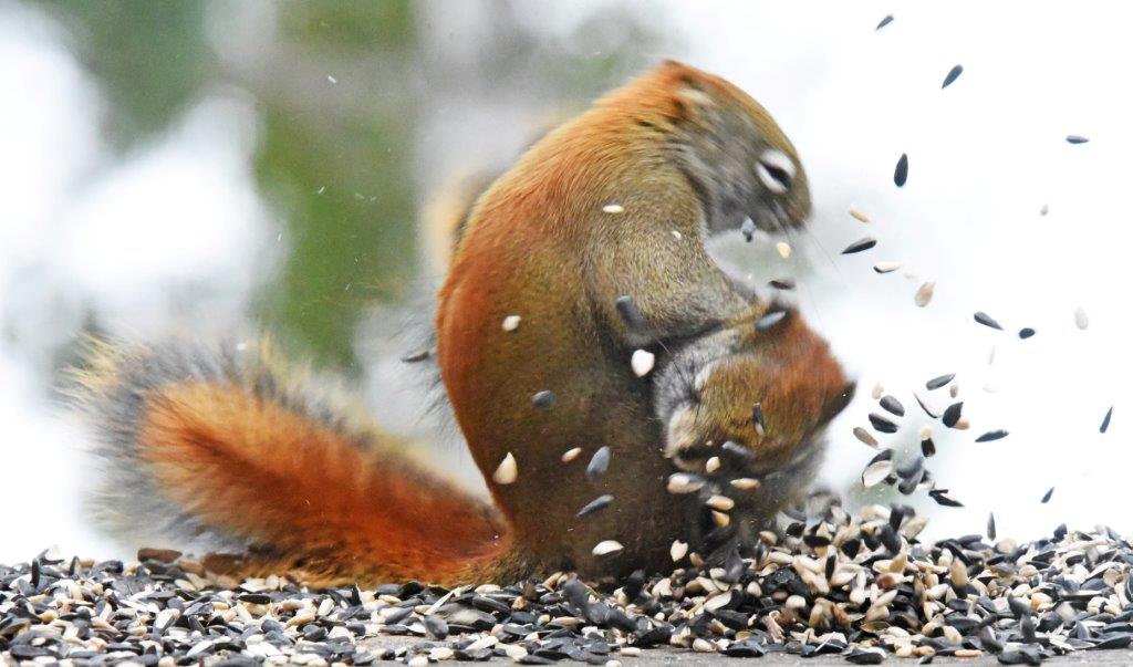 Red Squirrels fighting