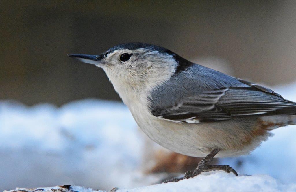 White-breasted nuthatch
