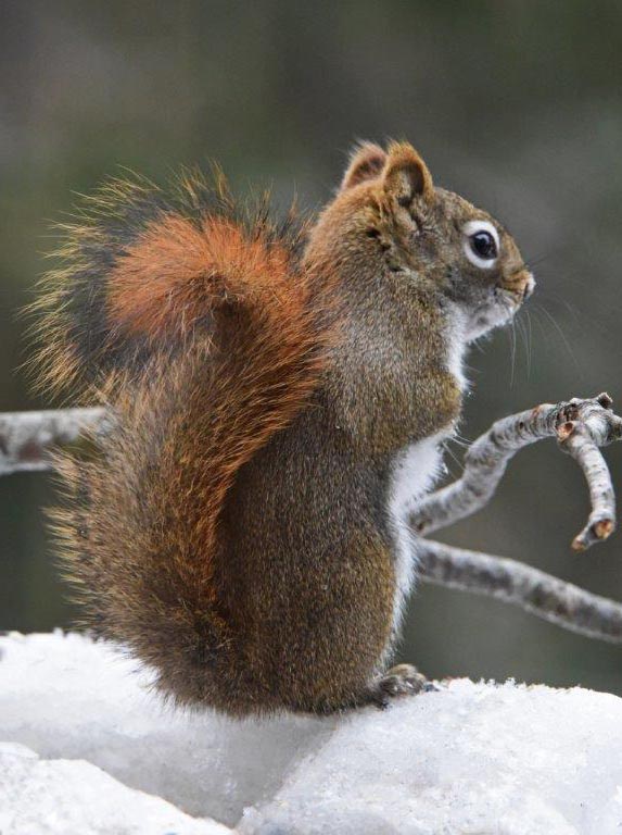 20171122 Red Squirrel sitting