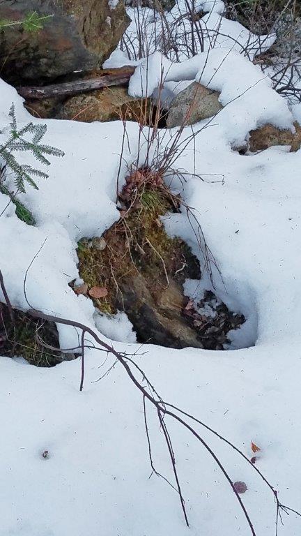 Tasha's den on 11/24/17