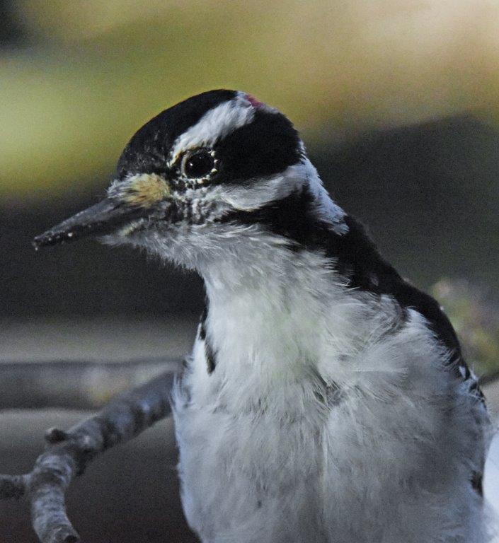 Hairy woodpecker