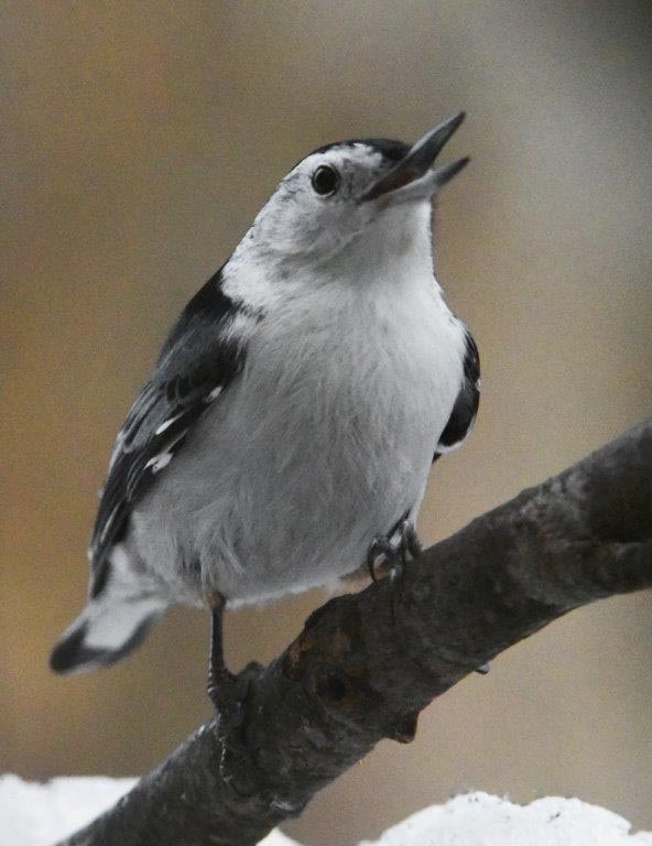 White-breasted nuthatch