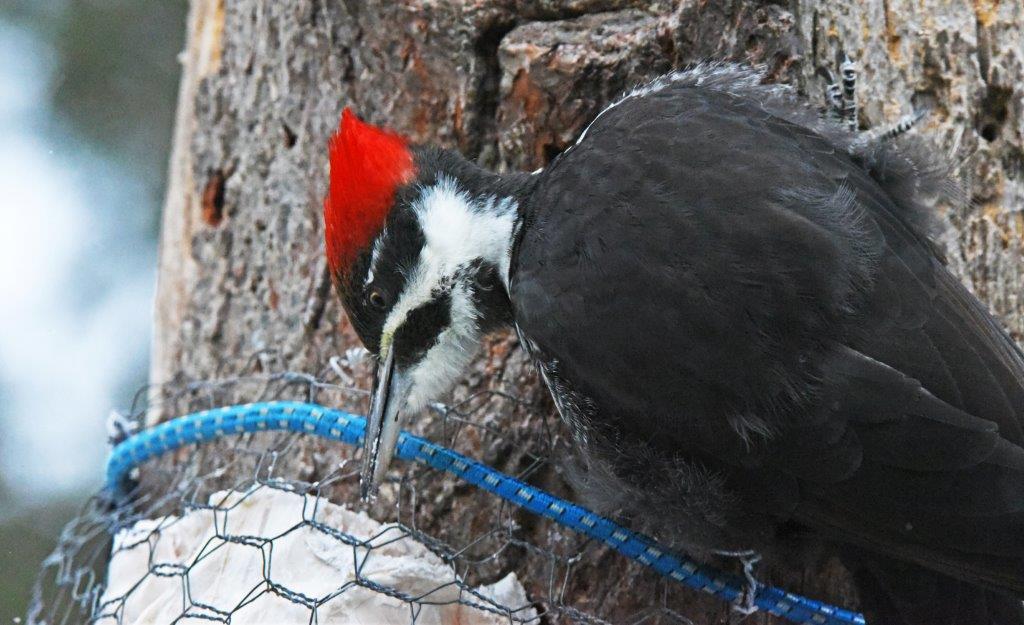 Pileated Female