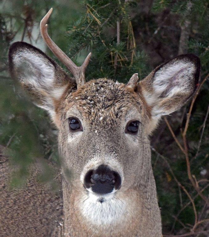 Deer with the broken antler