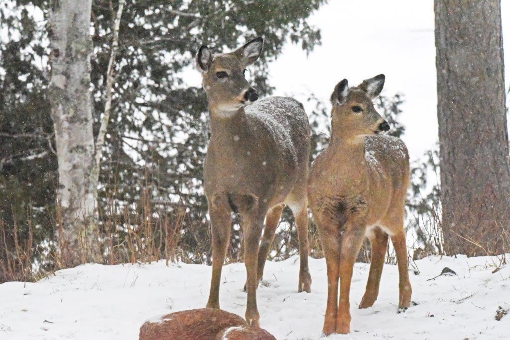 Doe and fawn