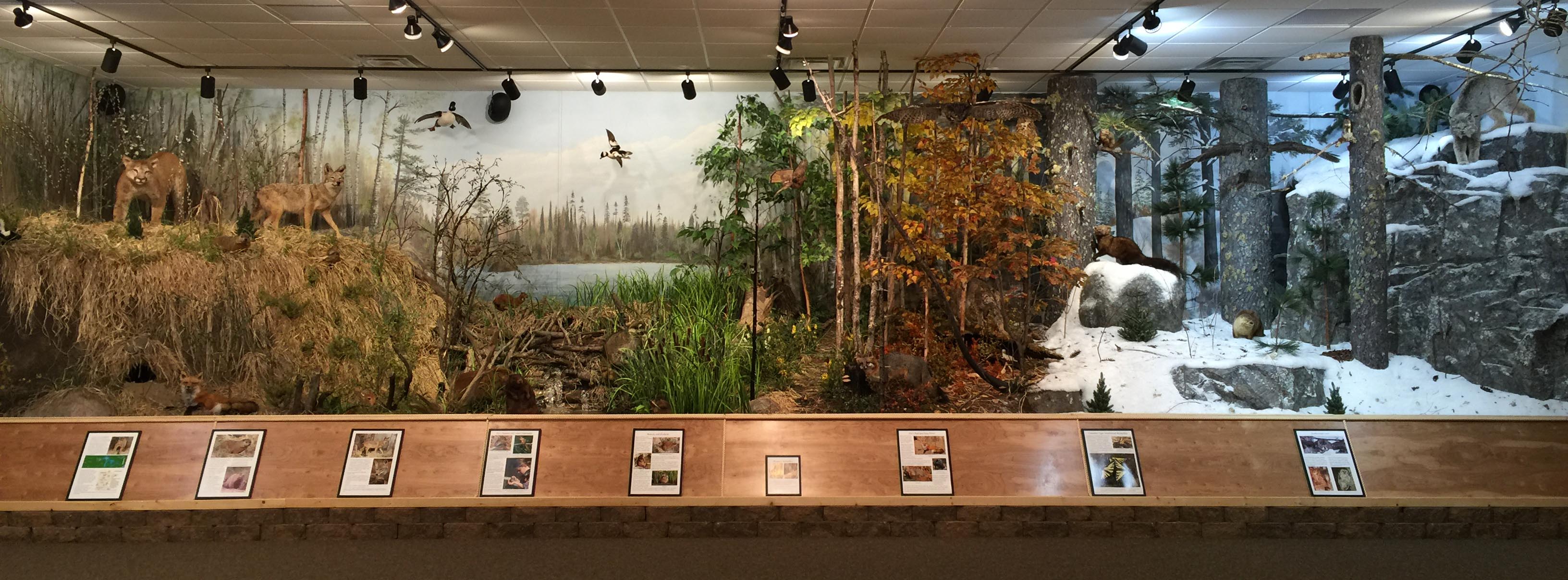 Northwoods Ecology Hall Exhibit