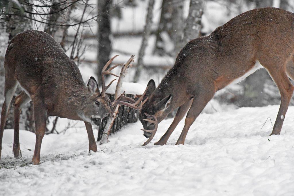Deer sparring