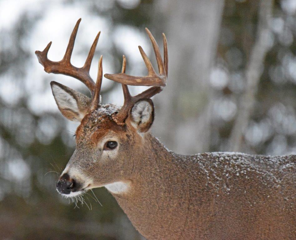 10-pt buck