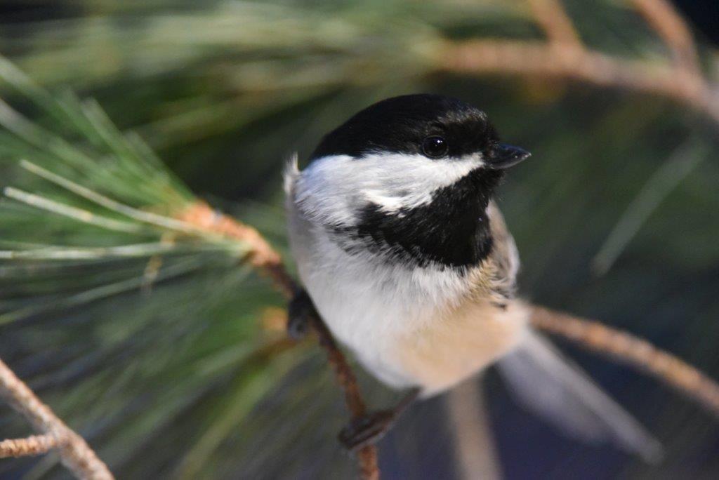 Chickadee