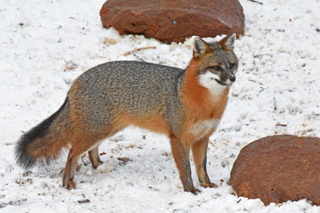 Gray fox