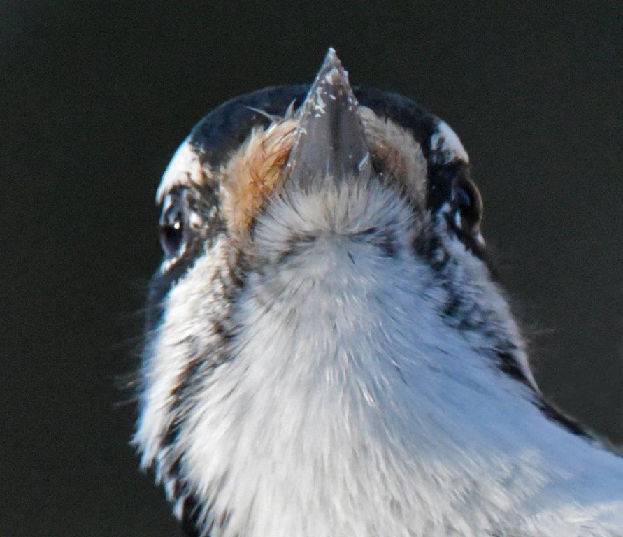 Hairy woodpecker