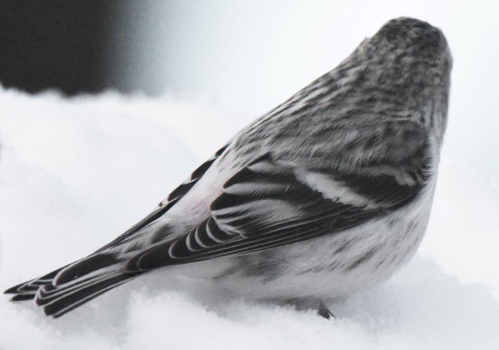 Hoary redpoll