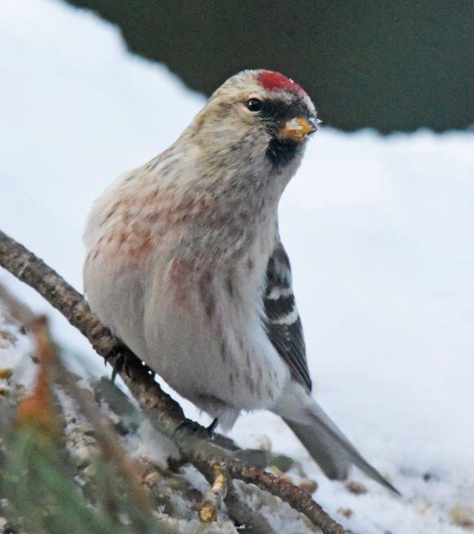 Hoary redpoll