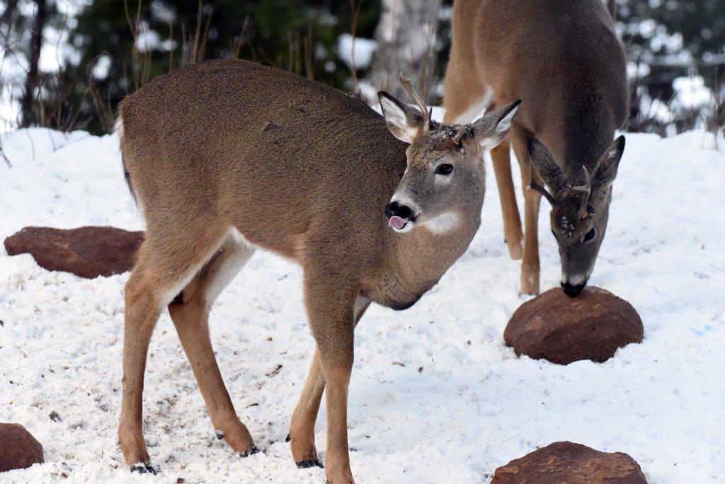 Broken antler and fork horn deer