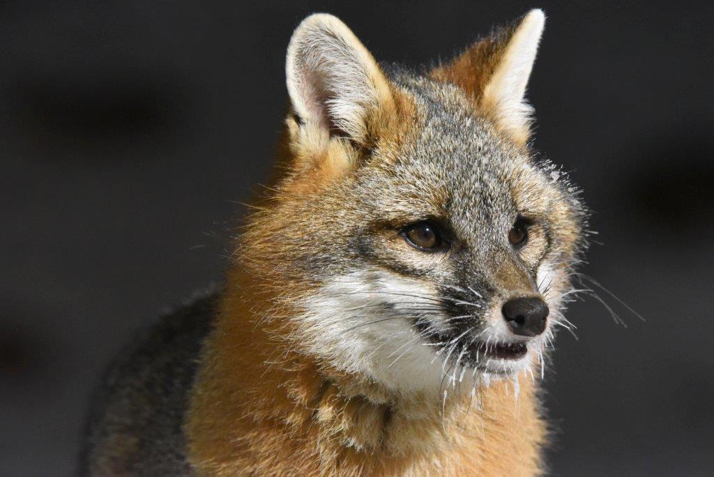 Gray fox
