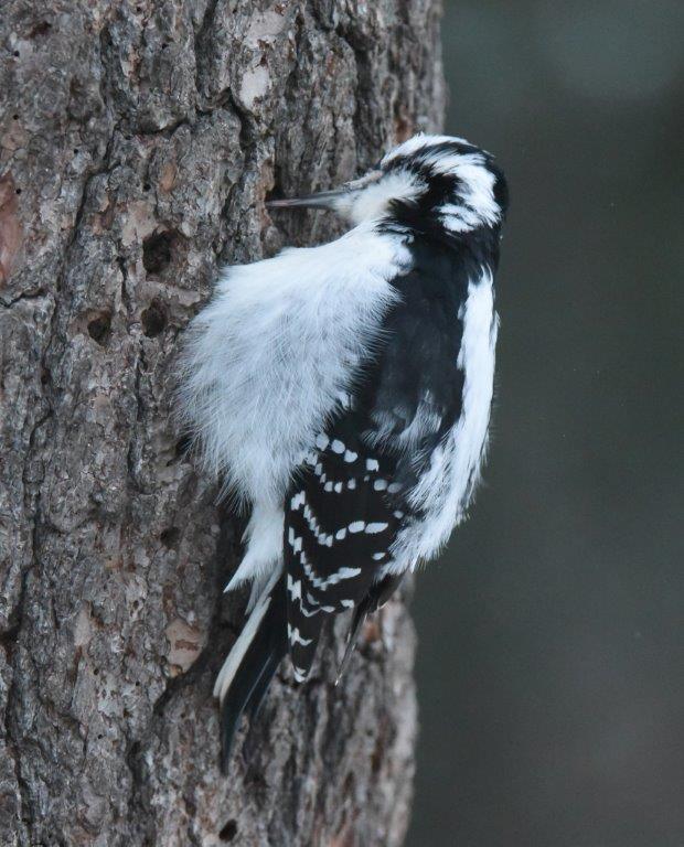Hairy woodpecker female