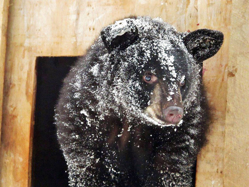 Holly covered with snow on December 27, 2013