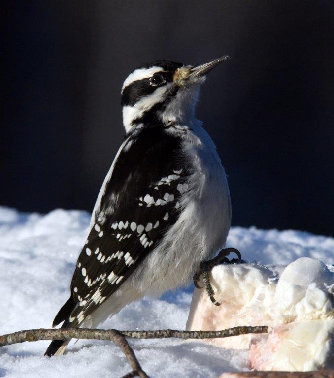 Hairy woodpecker