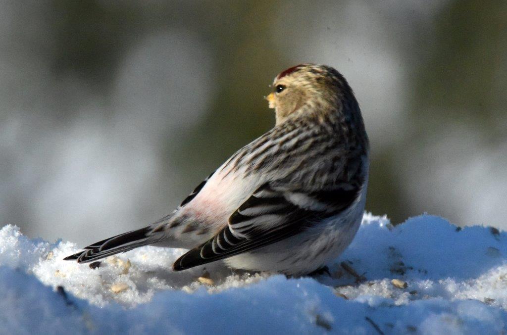 Hoary redpoll