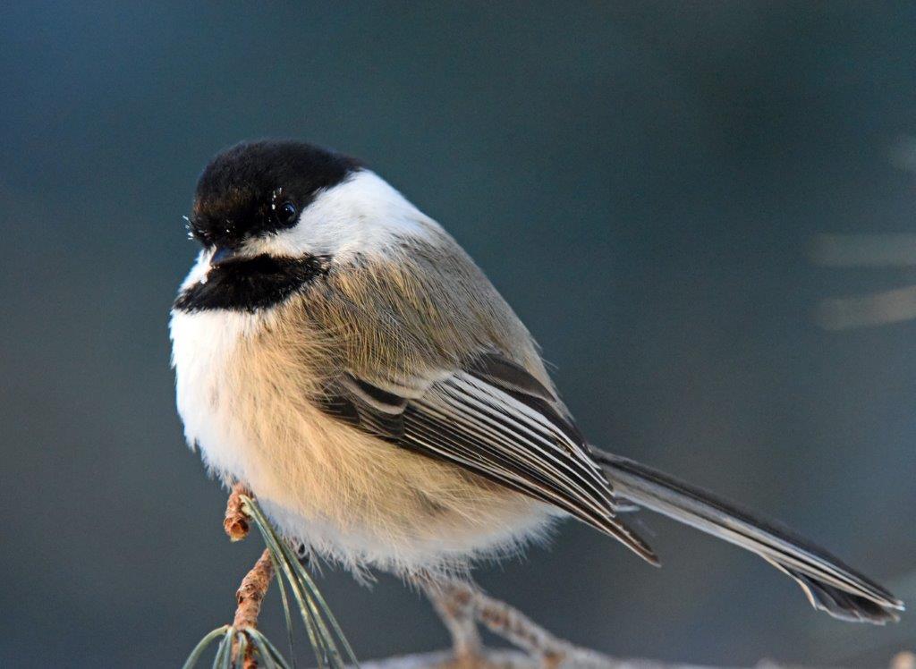 Chickadee
