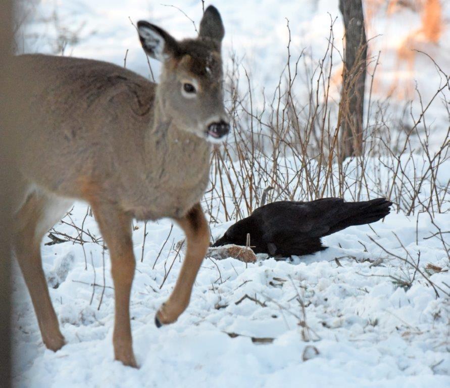 Raven ignoring deer