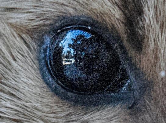 Pine marten eye