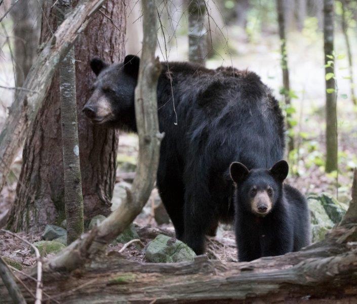 Shadow and cub - August 17, 2015