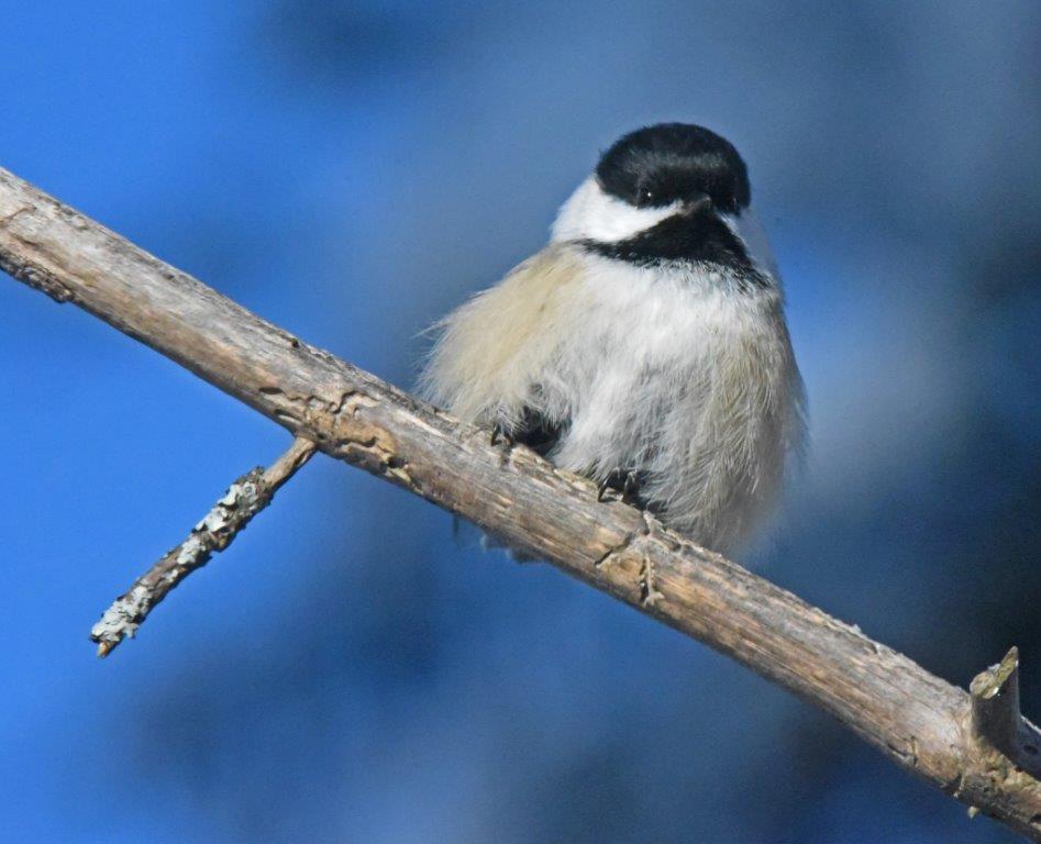 Chickadee