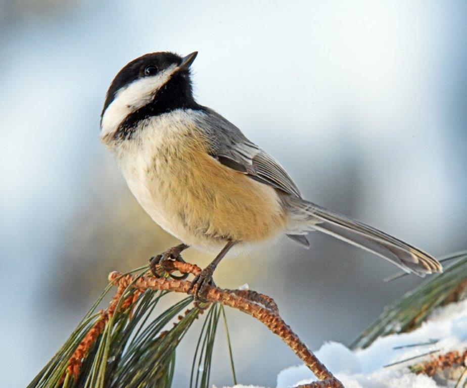 Chickadee