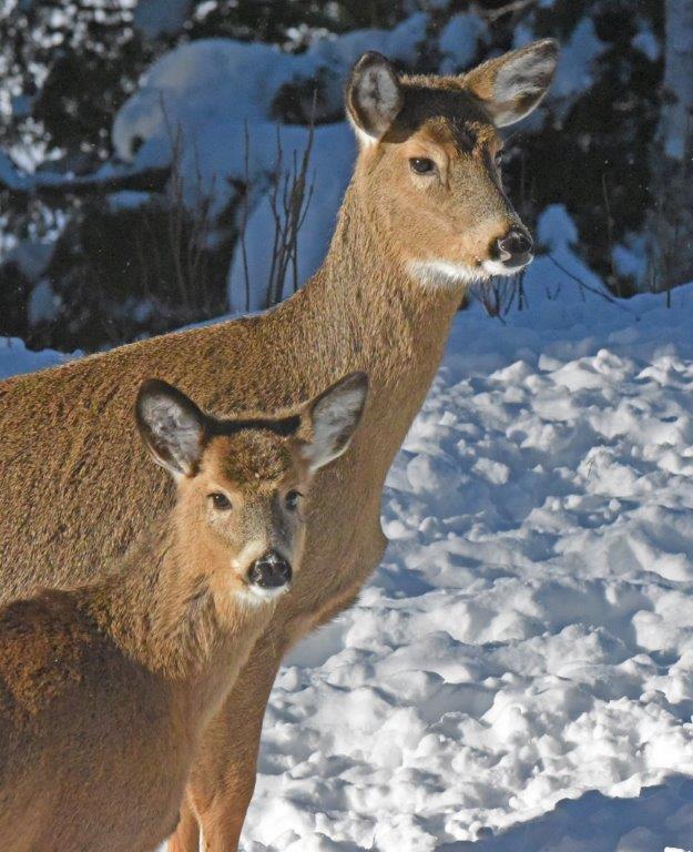 Doe and Fawn