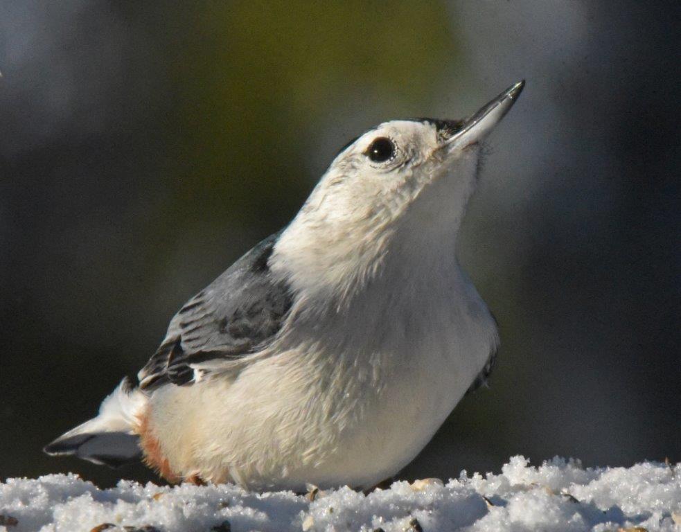 White-breasted nuthatch