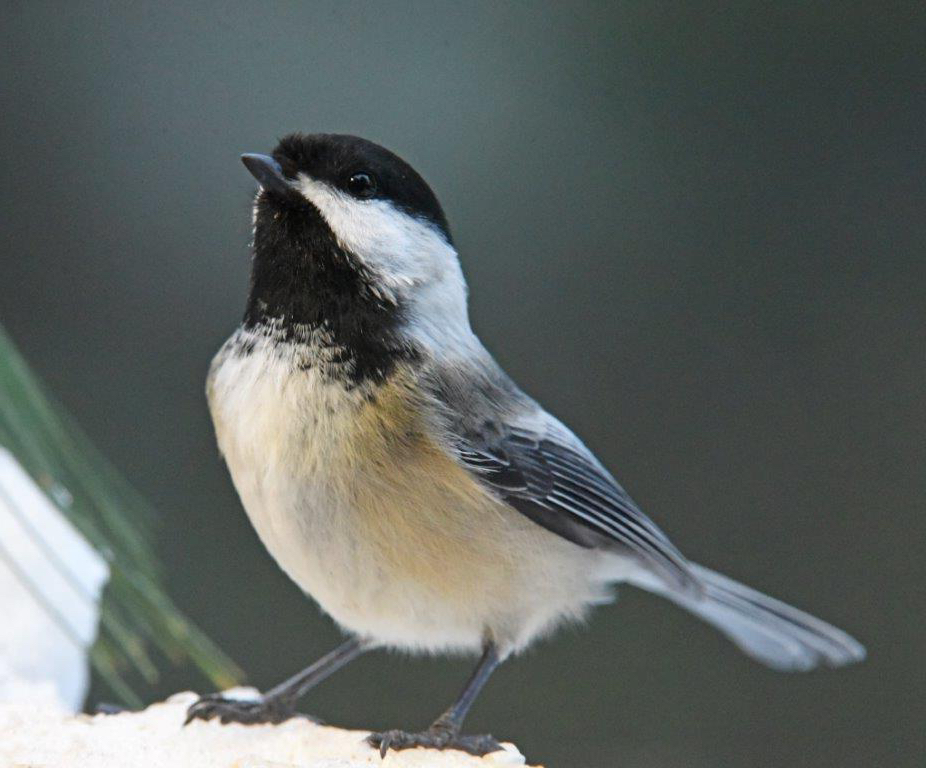 Chickadee