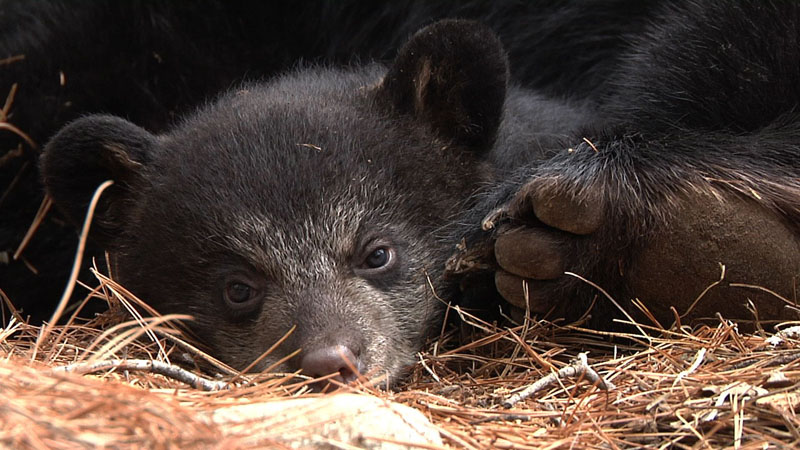 Hope - 1/22/2010 - 9/22/2011