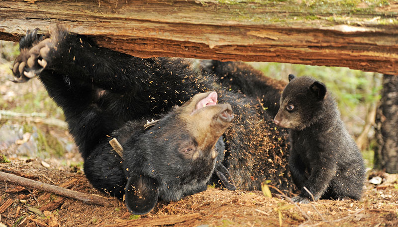 Lily and Hope being silly 3-27-10